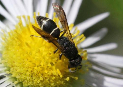 Réf. 208 061 : Microdynerus timidus